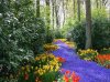 Tulips in the Keukenhof.jpg