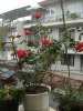 DSC03800.JPG