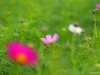 [yeudohoa.net]_wild_flower_1.jpg