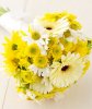 mums-daisy-flower-3_300.jpg