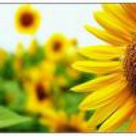 sunflower06